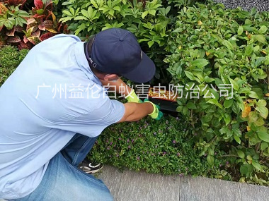 大龙绿化带施药灭鼠