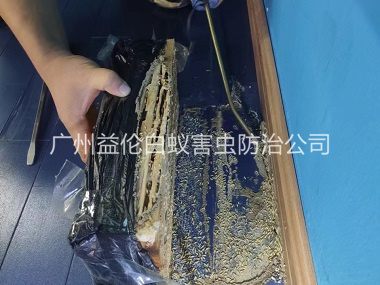 广州体育馆灭治白蚁工程