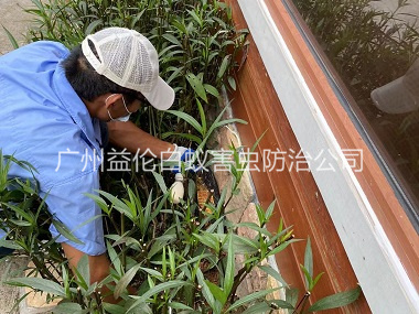 桥南园林绿化灭治白蚁工程