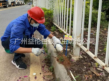 大石红火蚁防治工程