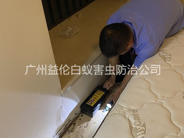 新造家居白蚁灭治工程